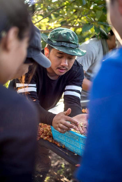 Saenchai "Avocado Natural" ( Light Roast คั่วอ่อน )