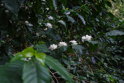 COFFEE BLOSSOM ชาดอกกาแฟ