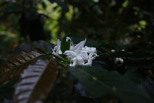 COFFEE BLOSSOM ชาดอกกาแฟ