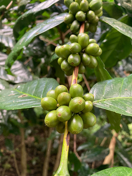 SAHACHART " Honey " ( Light Roast คั่วอ่อน )